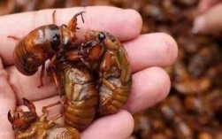 cctv7金蝉养殖技术