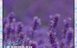 薰衣草品种有哪些？附图片详解。