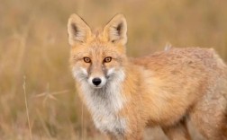 世界上最大的狐狸品种有多大？