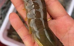 养殖业最多的虾品种