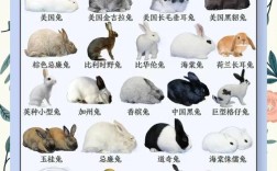 兔子品种图片大全，到底有多少种？