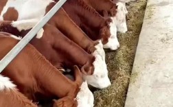 山西适合养啥品种牛？