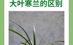 寒兰和建兰哪个品种更可口？