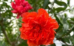 只开花不结果的石榴品种是什么？