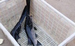 鸭嘴鱼养殖技术有哪些关键要点？