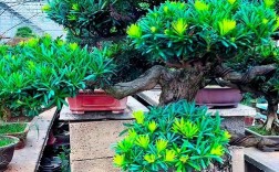 最珍贵的罗汉松品种究竟是什么？