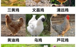美国常见鸡品种有哪些？