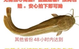 塘鲺养殖技术视频有哪些要点？