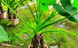 滴水观音有那几个品种