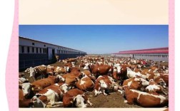 鲁西黄牛免费养殖技术有哪些要点？