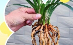 怎样从外观看兰花品种