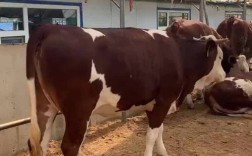 山东鲁西黄牛牛犊价格多少钱一头？