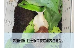 白玉蜗牛养殖技术视频，新手如何快速入门？