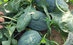 黑美人西瓜种植管理技术要点有哪些？