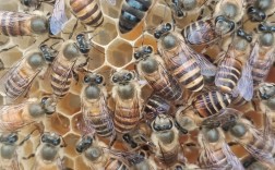 什么品种蜂王产卵力强