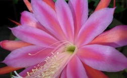 这株昙花是什么品种？