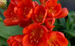 品种差的君子兰能开花吗？