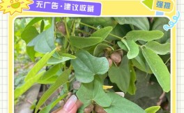 山药豆怎么快速育出壮苗？