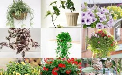 垂吊花卉有哪些品种？