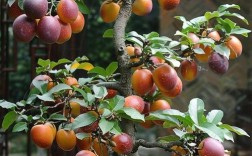 什么果树品种最好？