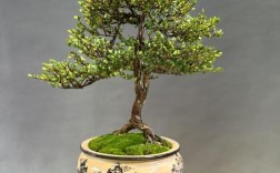 盆景木本一般都是品种