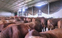 肉牛饲养管理技术要点有哪些？