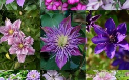 铁线莲哪个品种开花量最多？