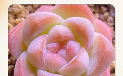 多肉耐冻品种有哪些？