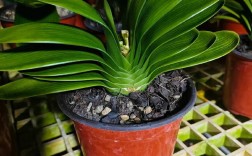 长春君子兰品种，哪种最值得养？