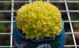 黄金菊玉露是菊科还是景天科品种？