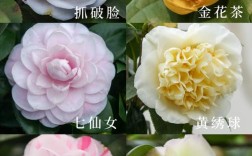 哪种茶花品种开花最多？