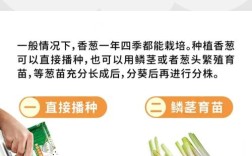 室内种小葱，技术要点有哪些？