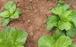 河南热白菜种植技术有哪些要点？