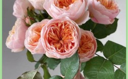 哪种玫瑰花品种最贵？