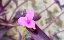 紫罗兰花到底有多少品种？