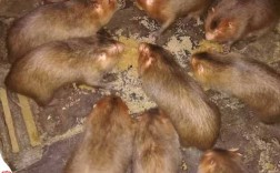 2025广州竹鼠价格会涨还是跌？