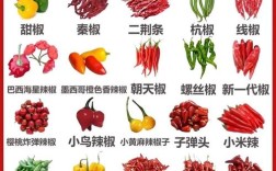 辣椒品种有多少？带图看全吗？