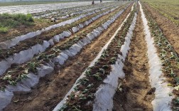 苦瓜红薯怎么套种？技术要点有哪些？