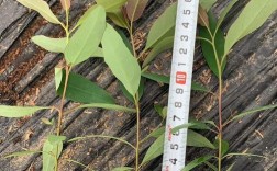 桉树29品种怎么样