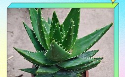 芦荟品种名称图片，常见品种有哪些？
