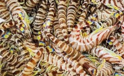 2025海南花虾价格