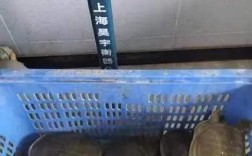 当前甲鱼价格行情如何？