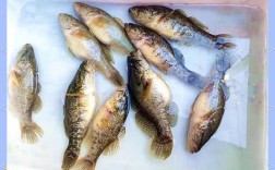 老头鱼养殖吃什么饲料？