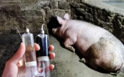 母猪产后护理技术关键点有哪些？