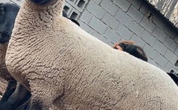 哪种羊繁育能力最强？