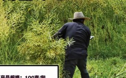 油菜新品种由谁成功繁育？