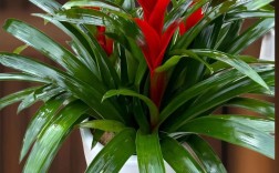 鸿运当头有哪些常见品种？