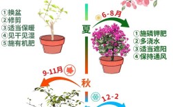 梅花品种多样，如何正确养殖？