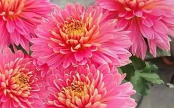 哪些菊花品种堪称名贵？