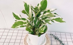 哪里能买到白金葛绿萝品种？